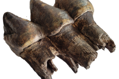 Molar-1-copy