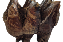 Molar-2-copy