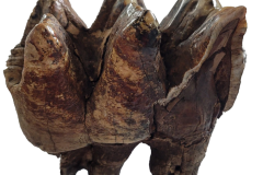 Molar-3-copy
