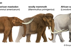 02-Mastodon-Graphic