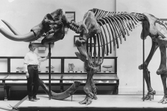 02-Mastodon-Smith-1917-from-Reidelbach-Files