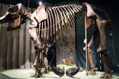 02-Mastodon-Smith-2