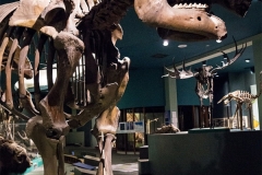 02-Mastodon-Smith-3