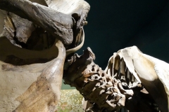 02-Mastodon-Smith-5