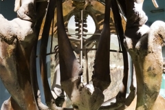 02-Mastodon-Smith-6